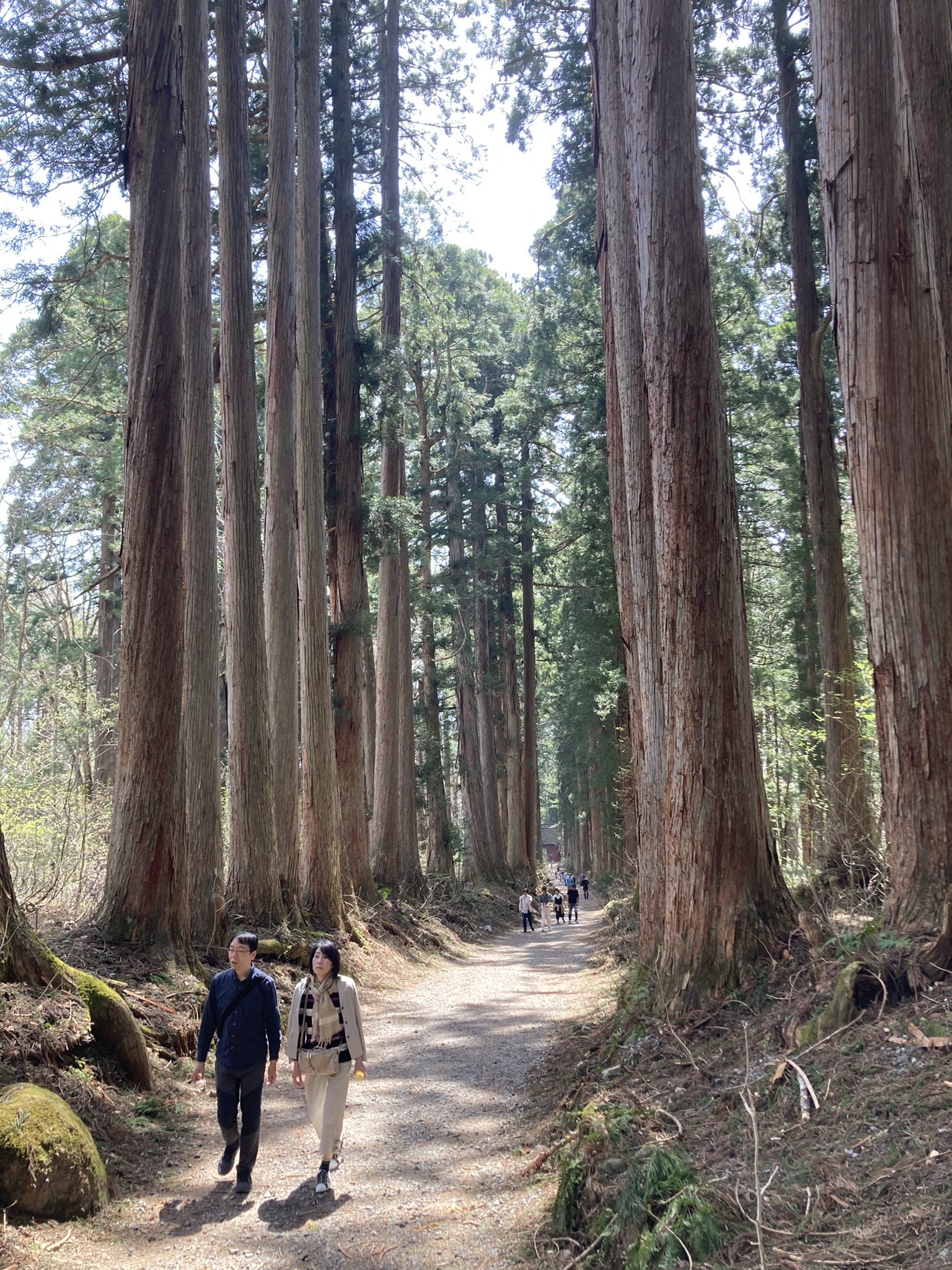 Cedar Tree Path to Togakushi Okusha